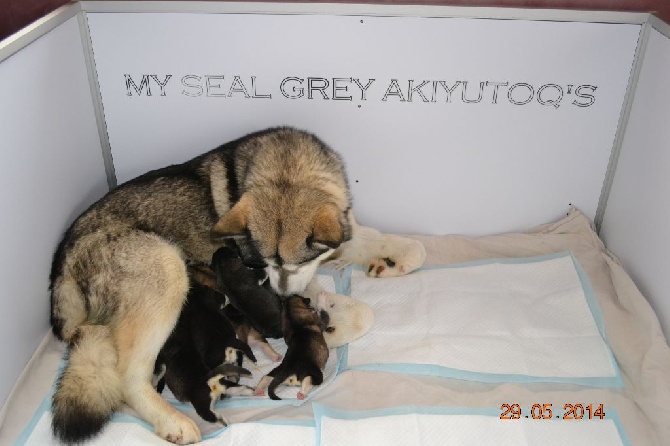 My Seal Grey Akiyutoq's - ils sont nés !!!!
