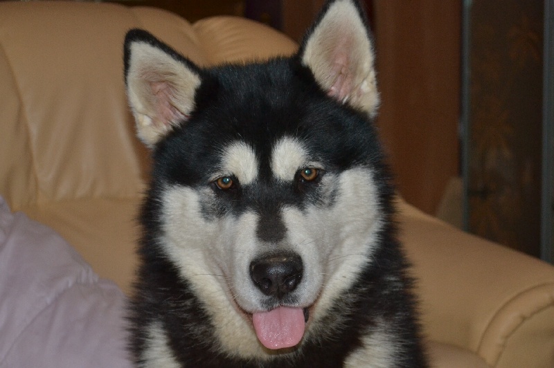 Freya she-wolf ilanaq forever