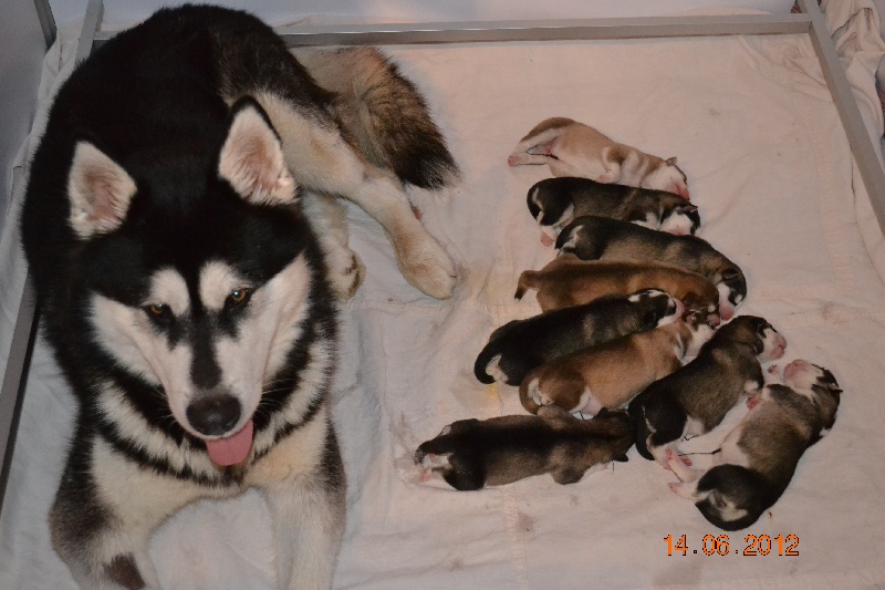My Seal Grey Akiyutoq's - Alaskan Malamute - Portée née le 13/06/2012
