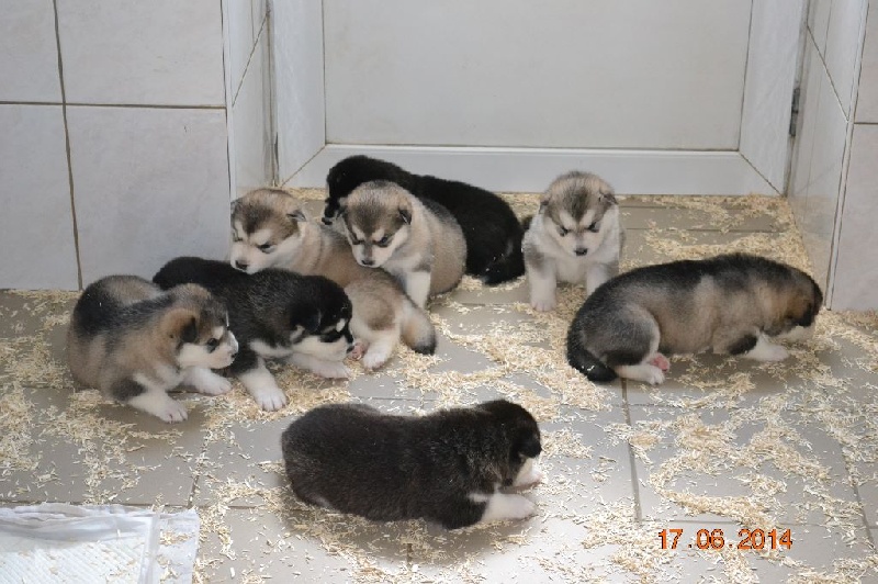 My Seal Grey Akiyutoq's - Alaskan Malamute - Portée née le 27/05/2014